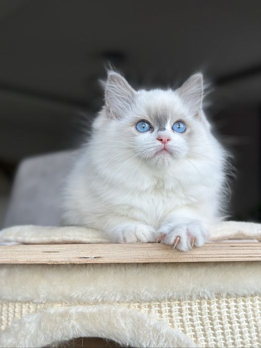 Piękna kotka ragdoll z rodowodem FPL