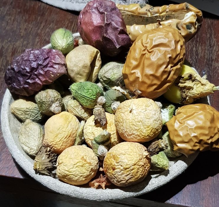 Свежие семена 24 года Насіння семена пассифлори маракуйя: 30 грн. - Сад ...