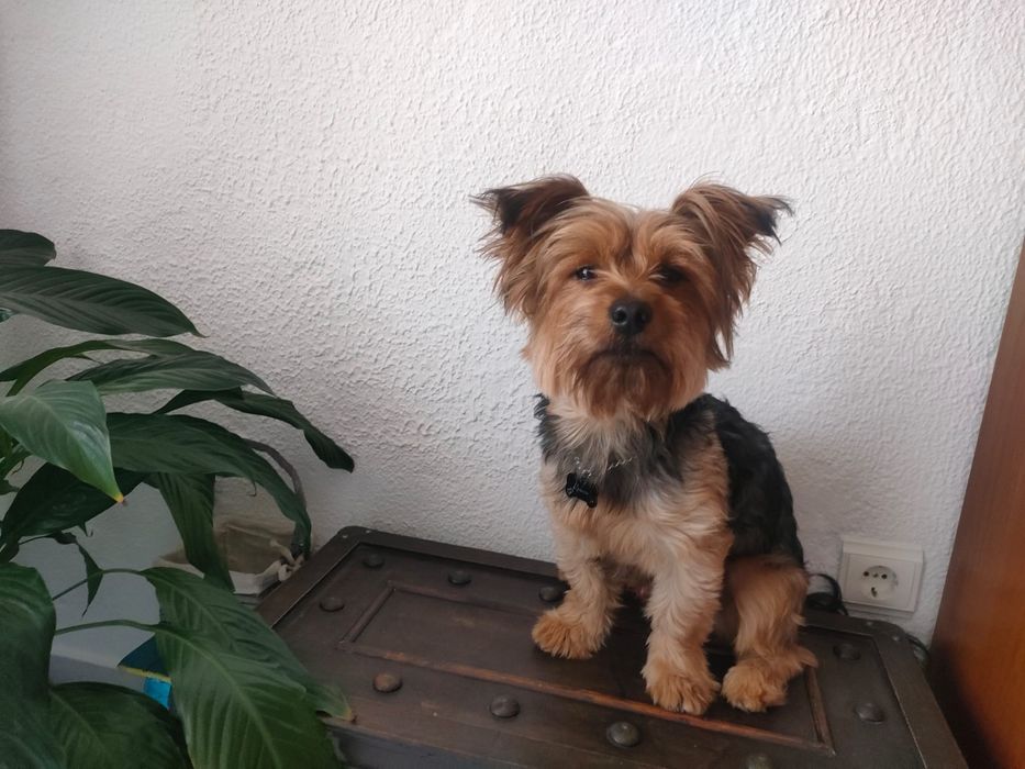 Yorkshire Terrier Macho para Acasalamento