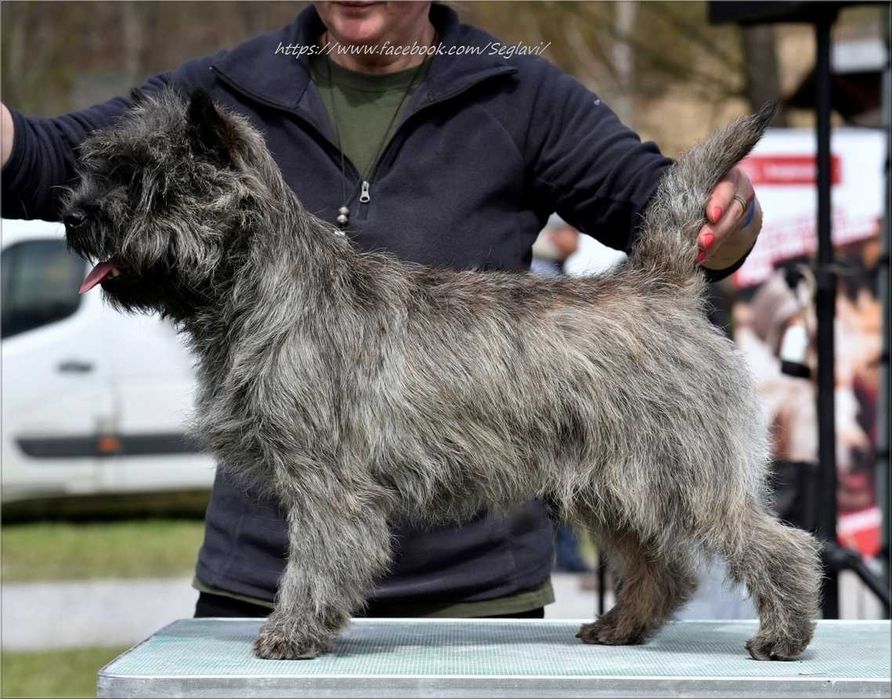 Cairn Terrier - rodowodowy (ZKwP/FCI) piesek
