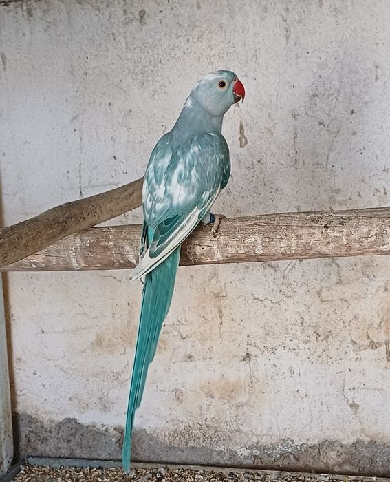 Ring necks para criação