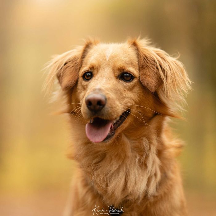 Biszkopt szuka odpowiedzialnego domu