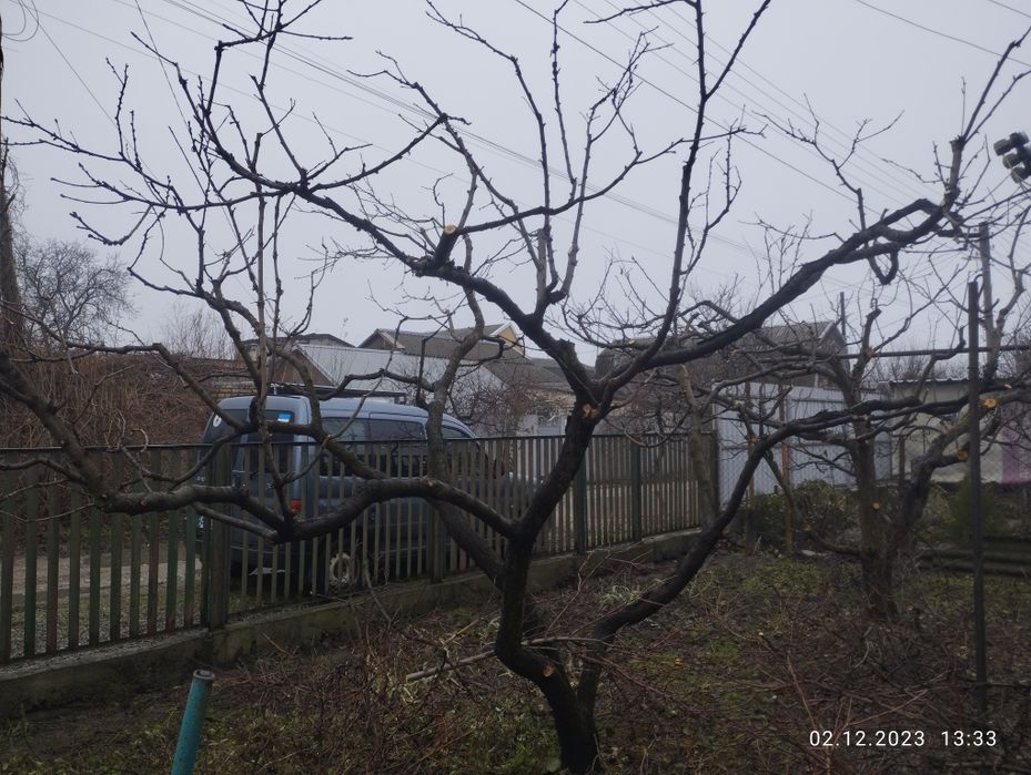 Обрізка дерев. Покіс трави, бурьяну. Стрижка газону. Стрижка кустів