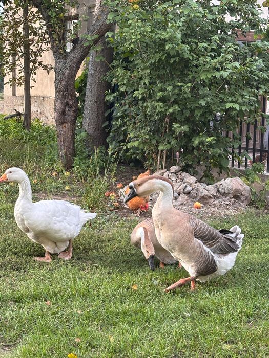 Gęsi, kaczki żywe
