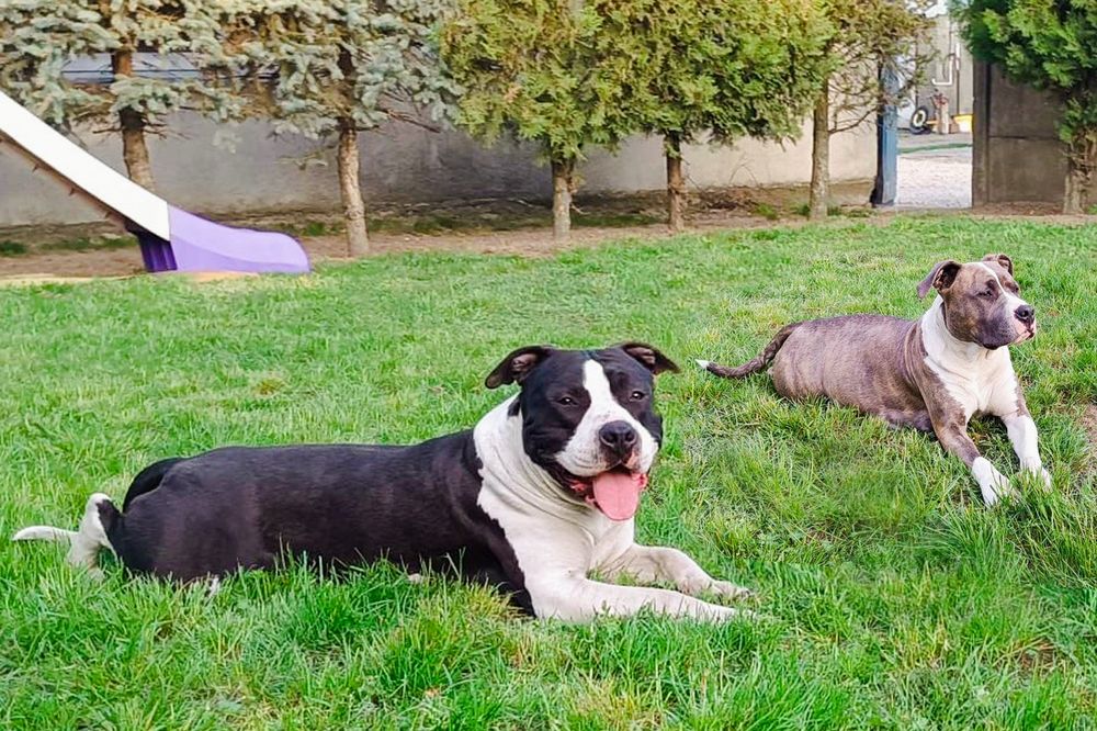 American staffordshire terrier Amstaff