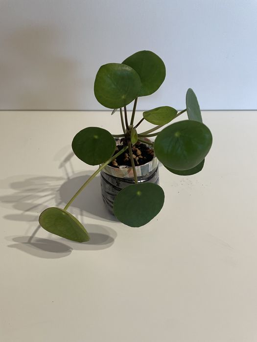 Pilea Peperomioides