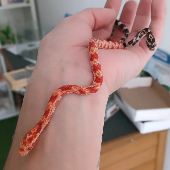 Cobra do milho bebés