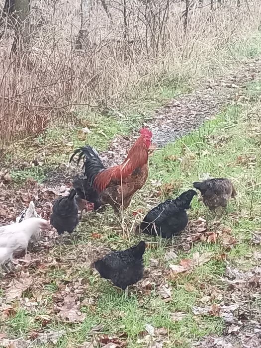 Koguty roczne luty- czerwiec z zeszłego roku
