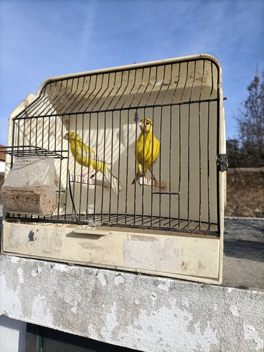 Canários de várias raças