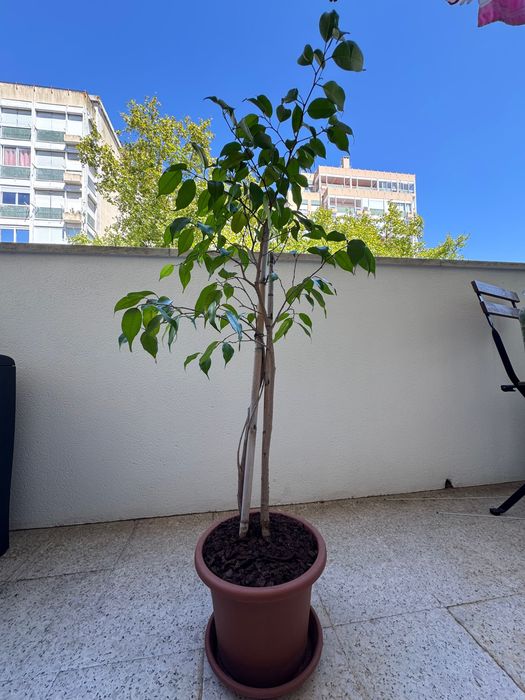 Ficus Benjamina + Philodendron — Plantas em vaso | Conjunto ou separado
