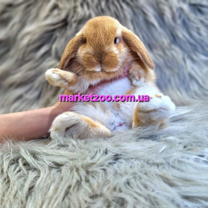 Карликовий міні кролик Карликовый мини  вислоухий баран mini lop
Окра