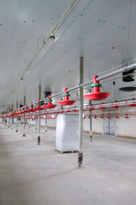 Ocieplenie Termoizolacja Kurnika Obory Chlewni Płyta Styrodur XPS AGRO