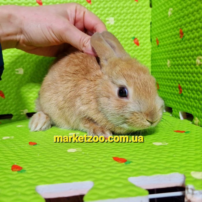 Мини кролики декоративные міні Нідерландський голландський кролик