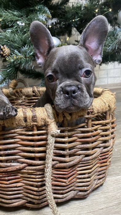 Французский будьдог