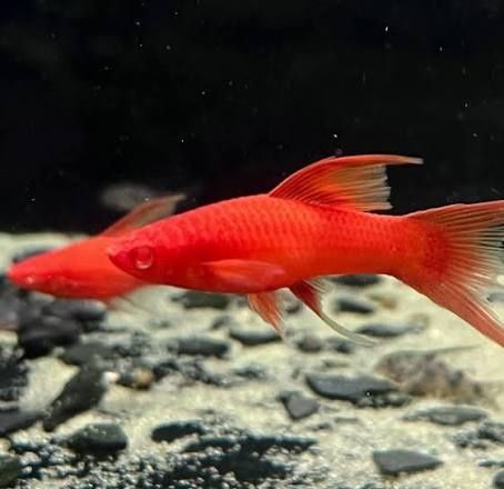 Меченосець  Акваріумні рибки  Вильчасті