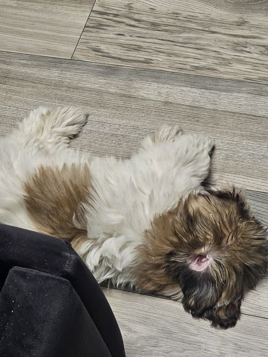 Shih tzu suczka  szczeniak