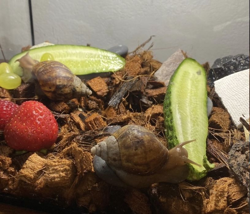 Ślimak afrykański archachatina marginata ovum