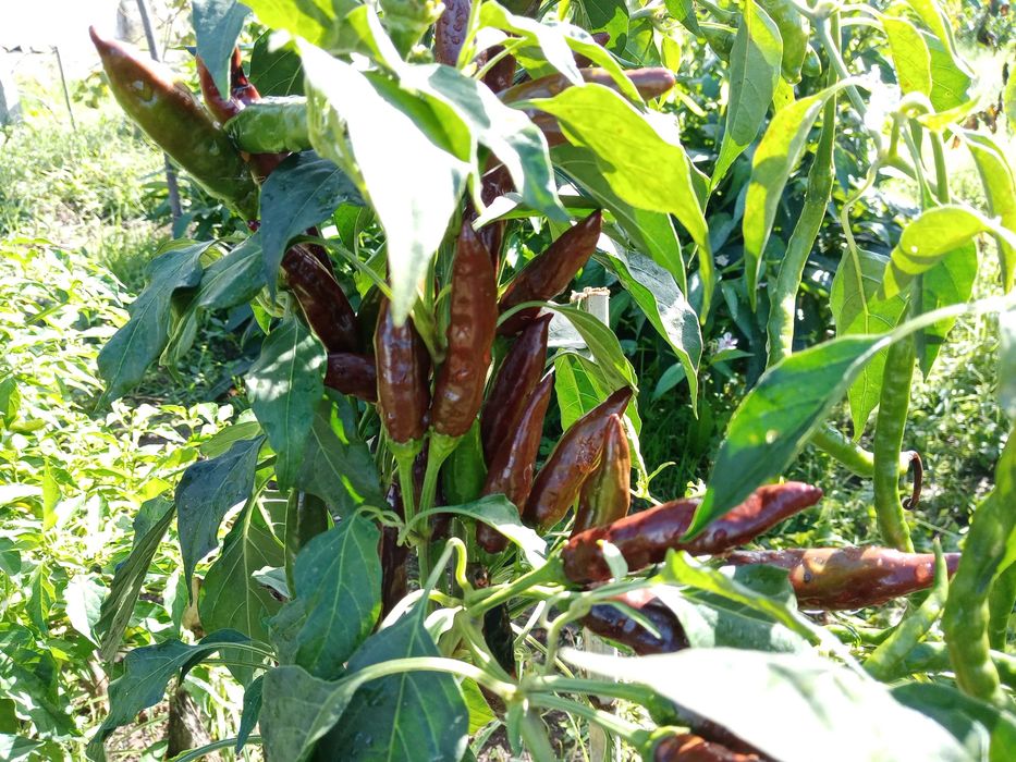 10 Sementes Pimenta Ethiopian Brown Berbere