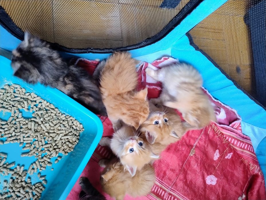 Мейн кун кошенята, 1 місяць