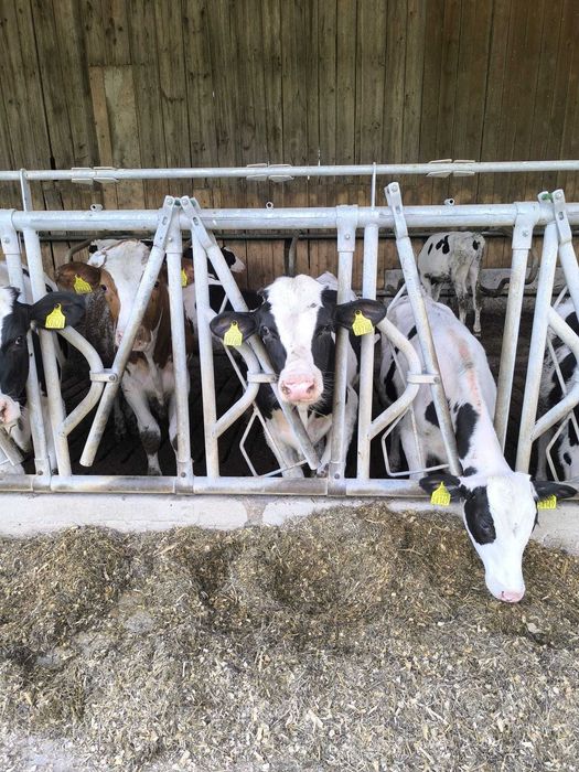 Agrafki Obejmy Rury Drabiny wyposażenie obory KOMPLETNE!