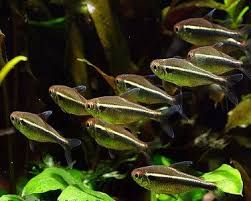 Neon Neon Negro (Hyphessobrycon Herbertaxelrodi)
