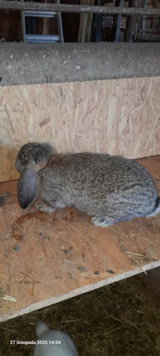 Sprzedam samiczki Baran Francuski