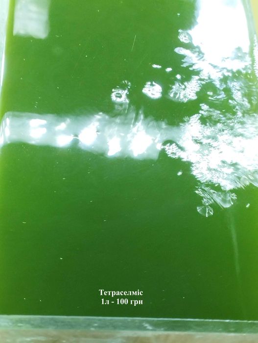 Гриндальський,ізраїльський черв'як,артемія,інфузорія,коловратка та ін.