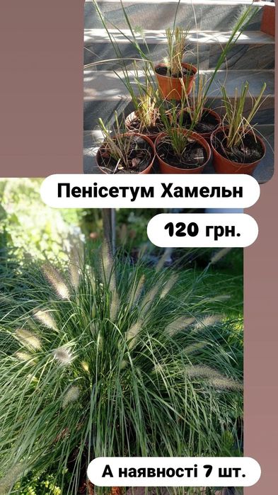 Пенісетум Хамельн