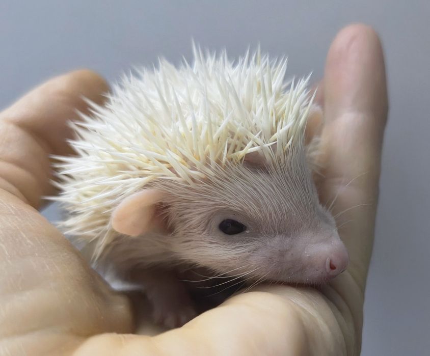 Jeż pigmejski Warszawa Kraków Toruń Kielce Lublin