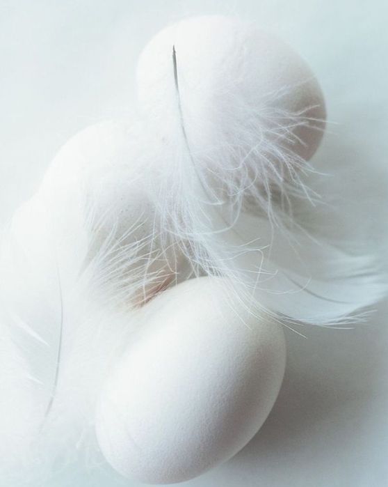 Інкубаційний яйця Китайська шовкова, Аям Цемані, бентамка, мільфлер