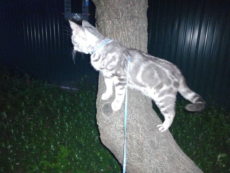 Американська короткошерста