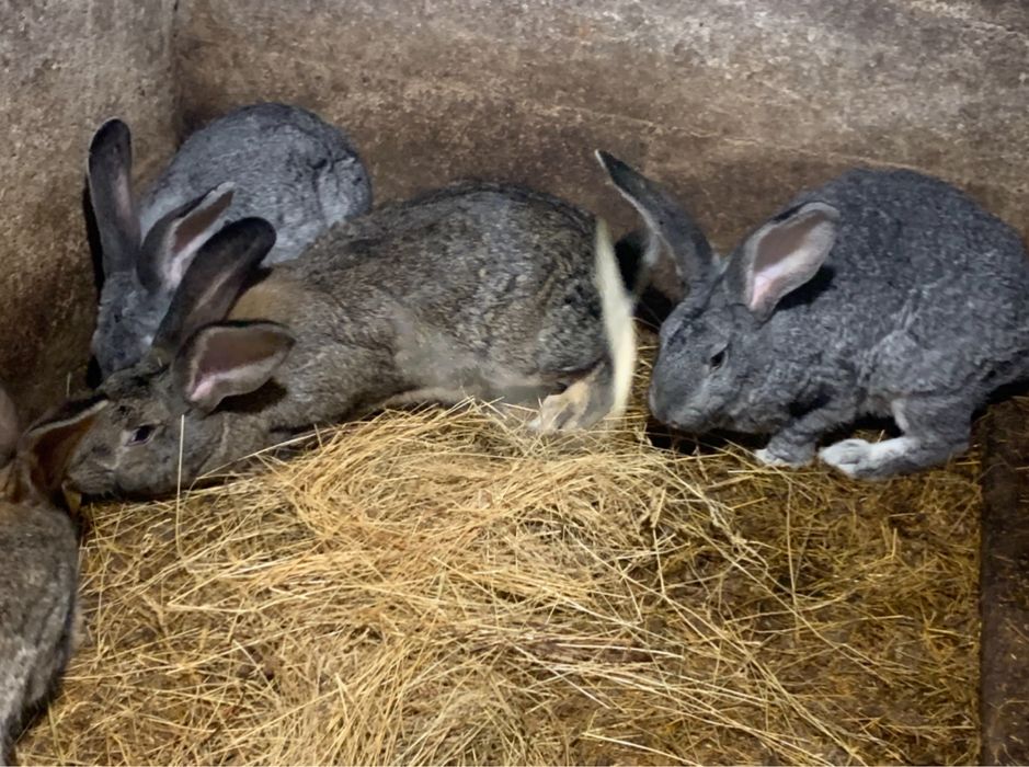 Króliki belgijskie