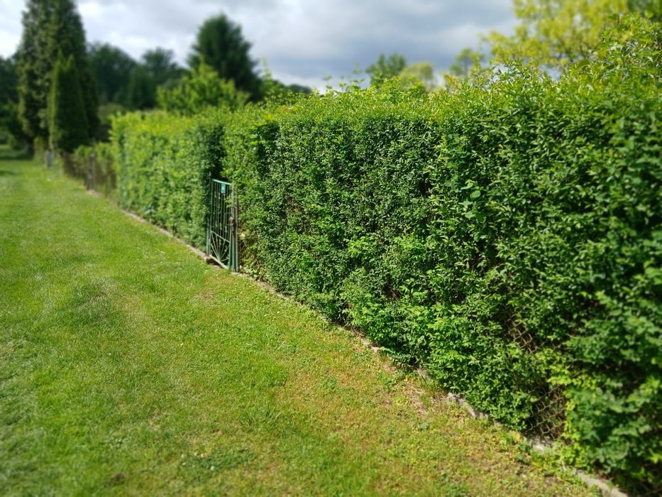 Działka rekreacyjna ROD REKREACJA KLUCZ 297 m² - Widok 4