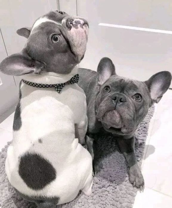 Широкий вибір цуценят