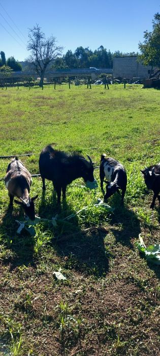 Vendo cabras anãs
