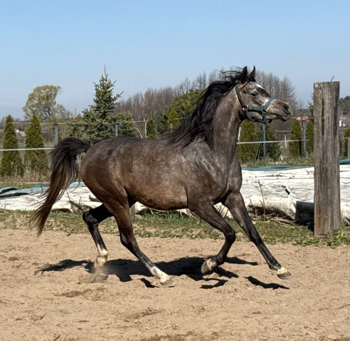 klacz 3 letnia - klacz arabska - D Zeidan - źrebna