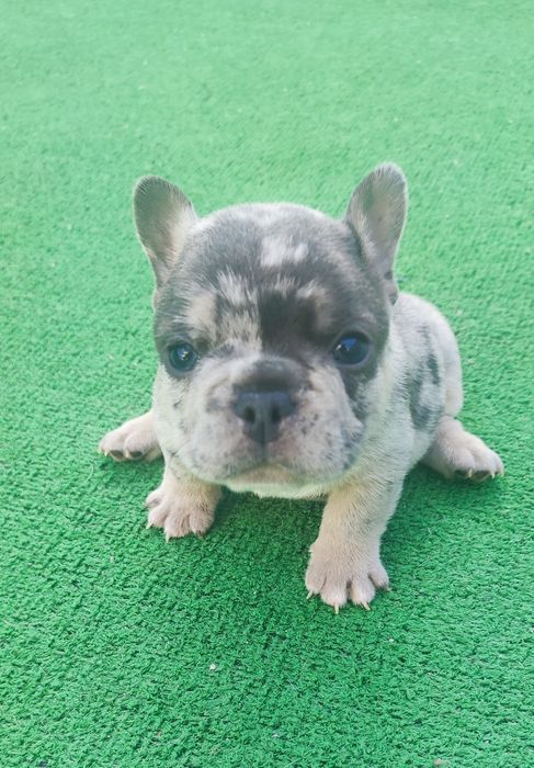 Bulldog francês macho blue Merle tan