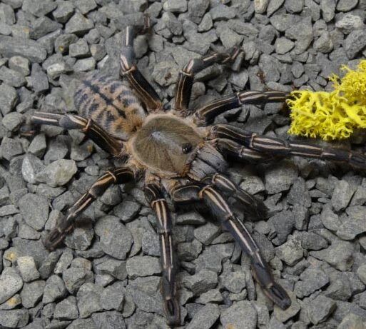 Cyriopagipus albostriatus ratchaburi  l3