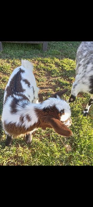 Minitura cabrito