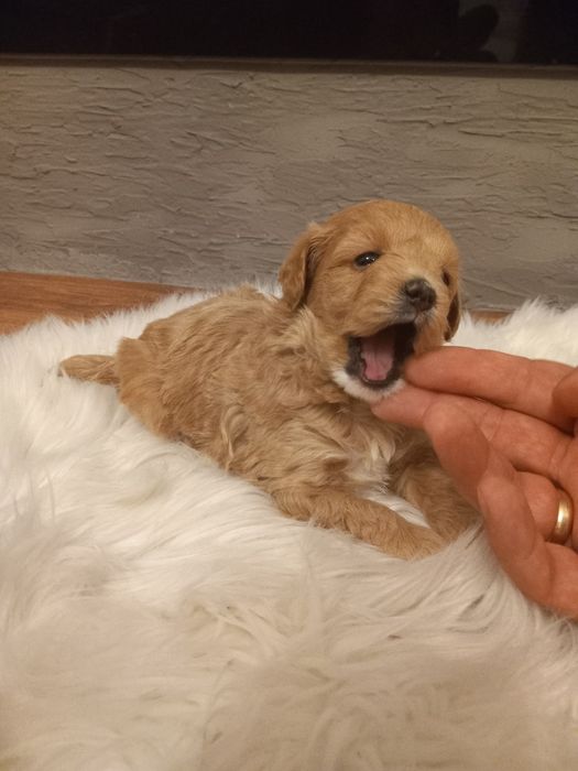 Maltipoo szczeniak suczka