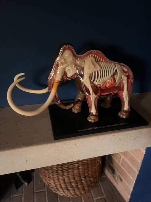 Modelo de Anatomia 4D Vision – Mamute Lanoso (Woolly Mammoth