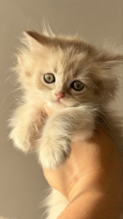 Осінні антидеприсанти