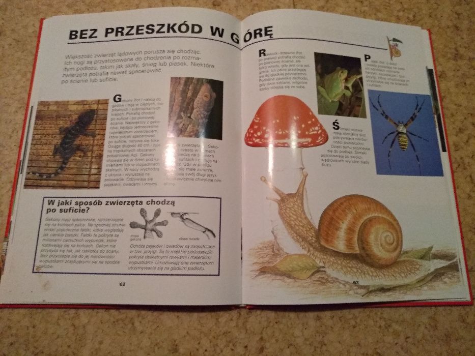 Rekordy zwierząt album