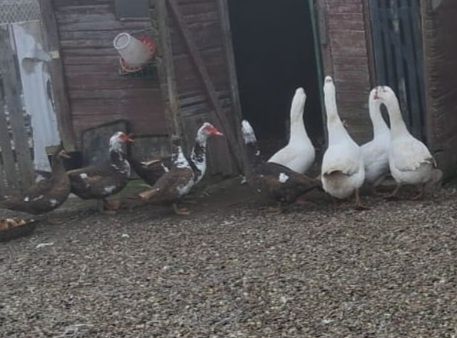 Gęsi garbonosy parka