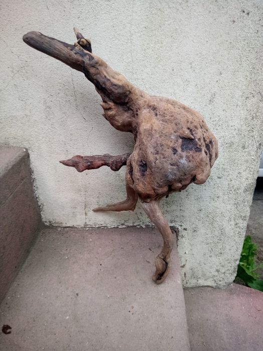 Raíz de madeira erótica