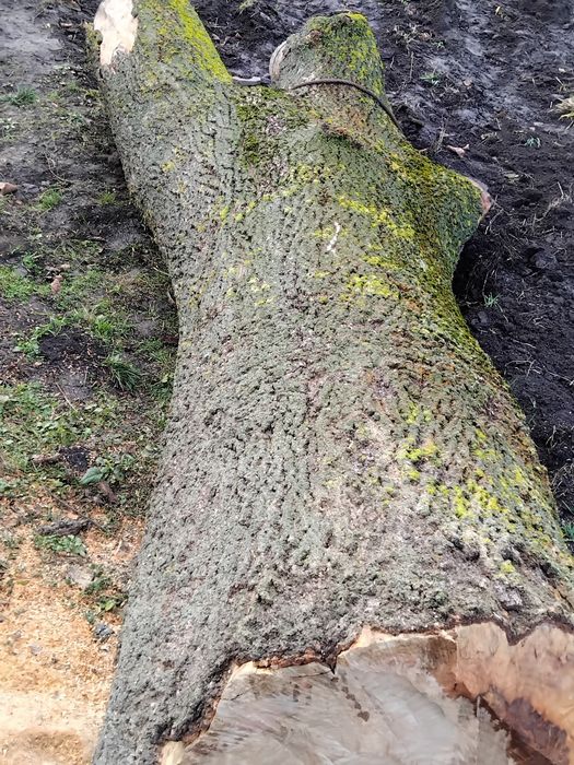 Продам стовбур ясена.