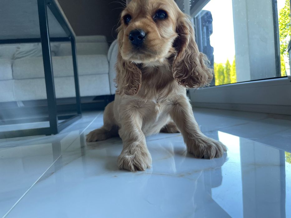 Cocker Spaniel Angielski