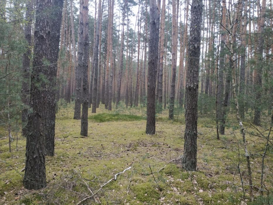 Działka leśna, las sosnowy, pogranicze Wilgi i Skurczy