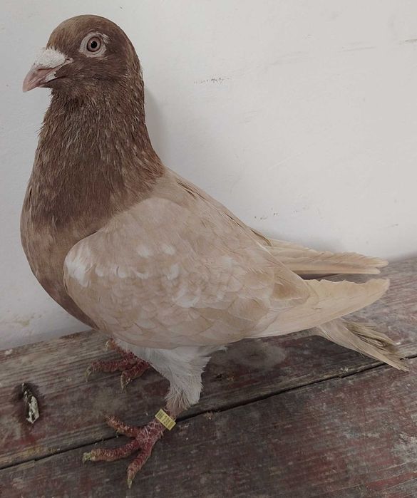 Pocztowy, pocztowe, pocztowych, fabry, fabrów, glazer