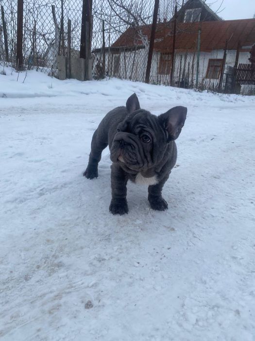 Французький бульдог Big Rop